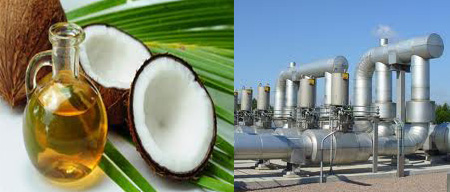 coconut oil plant