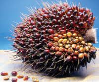 oil palm